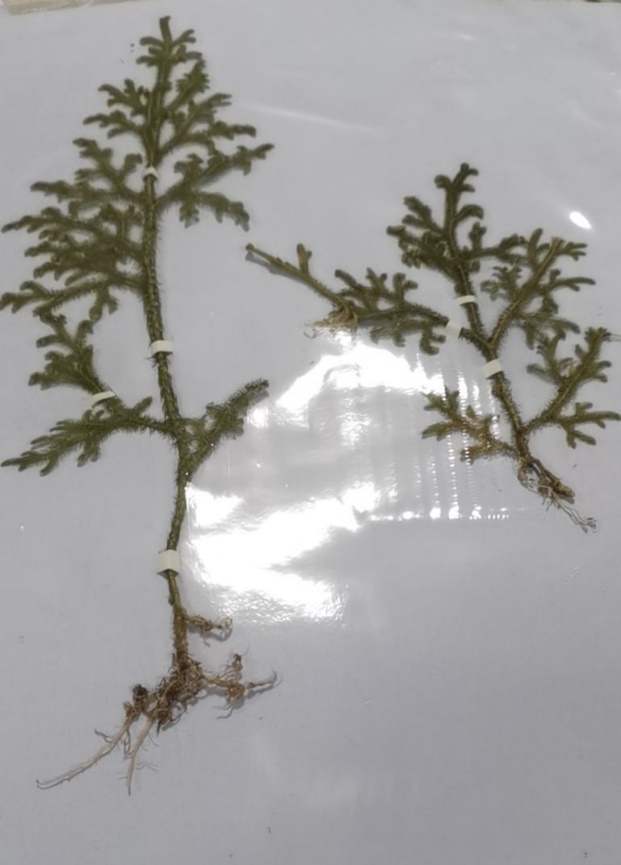 文本框: 1垂穗石松植物标本